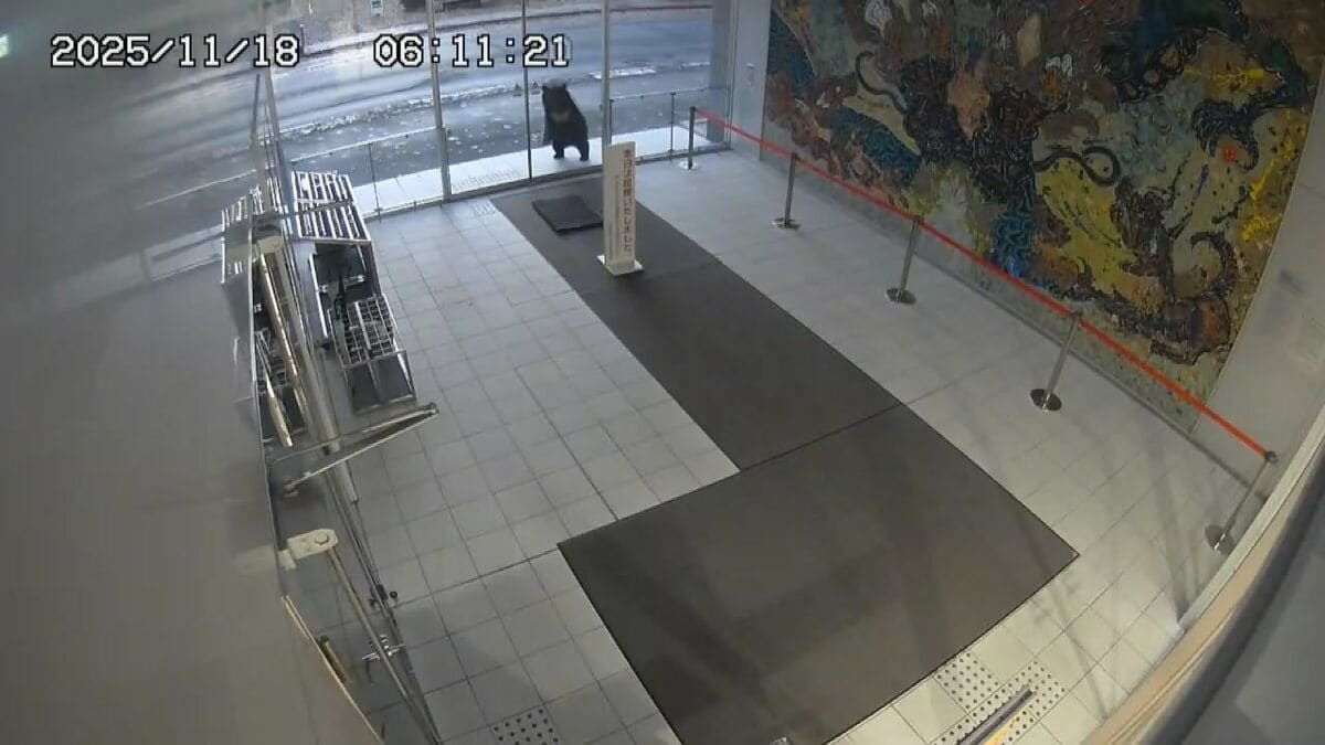 IBC_online's tweet card. （映像提供　岩手教育会館）IBCつながる特派員宛てにお送りいただいた映像です。けさ6時10分ごろ、盛岡市大通1丁目にある岩手教育会館前にツキノワグマが姿を現しました。クマは東の方（盛岡城跡の方向）から走っ…