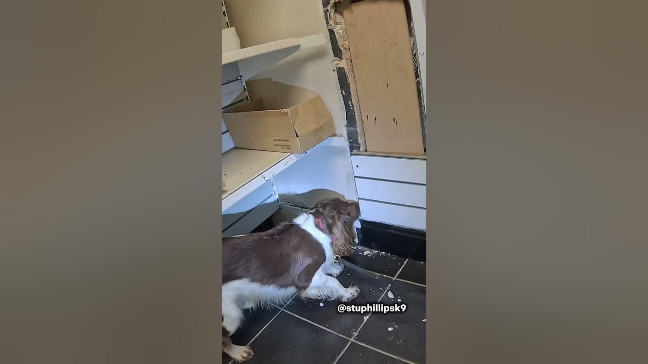 bryanseah234's tweet card. Trust Your Dog #shorts #dog #spaniel