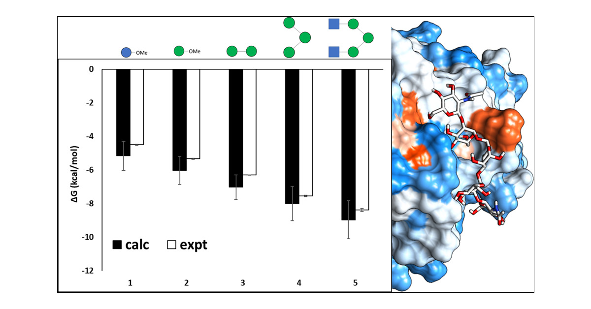 JCIM_JCTC's tweet card. Carbohydrates are key biological mediators of molecular recognition and signaling processes. In this case study, we explore the ability of absolute binding free energy (ABFE) calculations to predict...