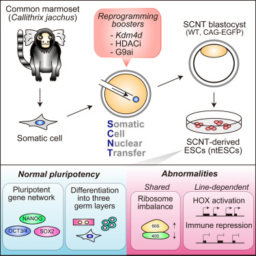 LabTakei's tweet card. Matoba and colleagues established nuclear transfer embryonic stem cells (ntESCs) in the common marmoset via somatic cell nuclear transfer with triple epigenetic modulation. The ntESCs not only...