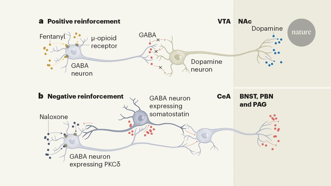 NatureNV's tweet card. Nature - Neural mechanisms that reinforce use of potent synthetic opioid found.