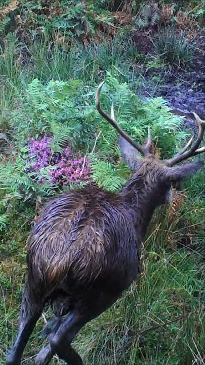 JochenLangbein's tweet card. Young Stag Flehmen at Wallow #deer