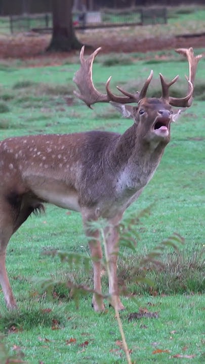 JochenLangbein's tweet card. Is that a Roar, or Groan or Burp ? It's the evocative sound of fallow...