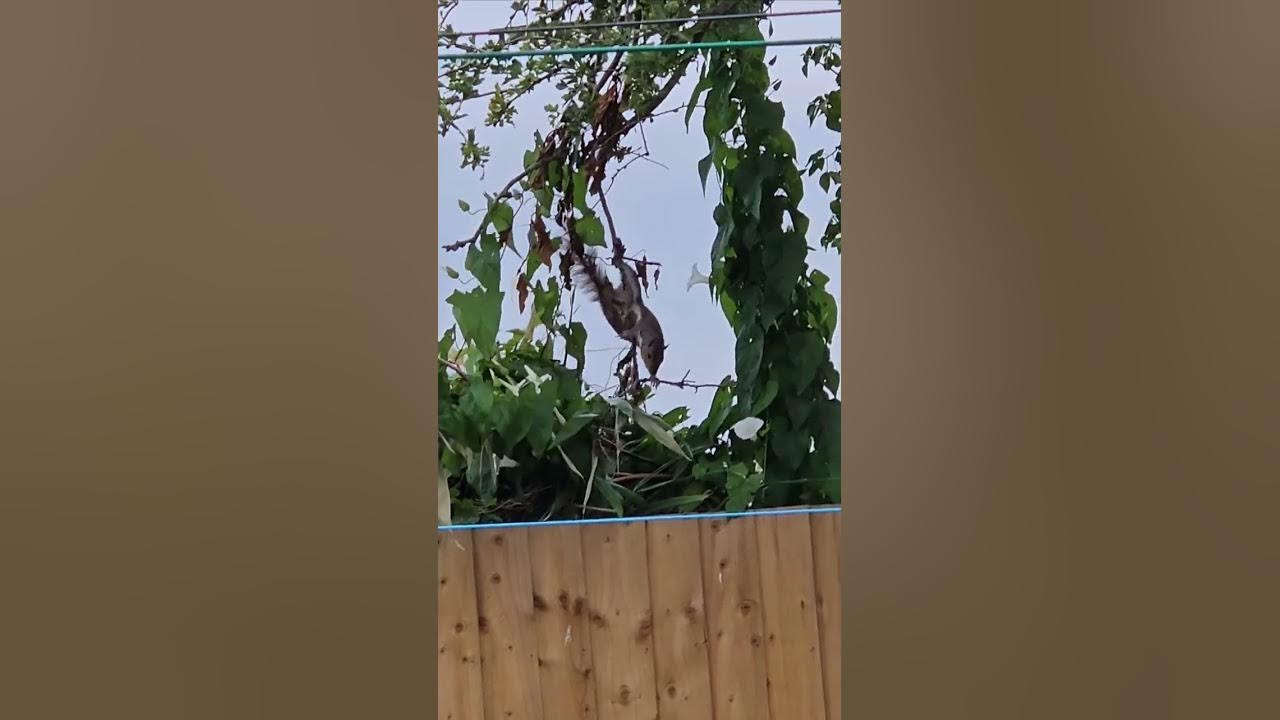 2chriscolin1010's tweet card. 🐿 squirrels in my garden: a couple of squirrels hanging out in the...