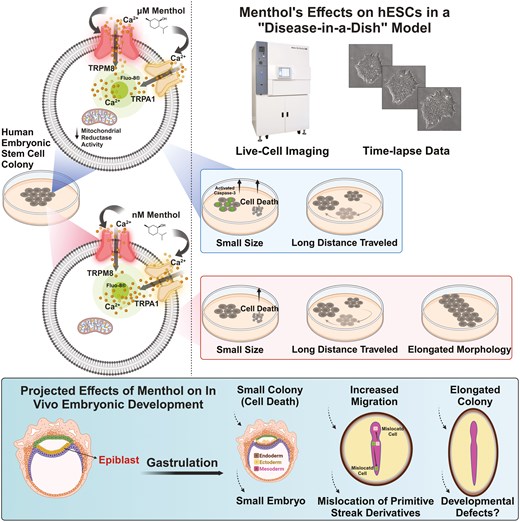 Talbot_Lab_UCR's tweet card. Abstract. Many electronic cigarettes (ECs) contain high concentrations of menthol. The effect of menthol on human embryos in pregnant women who vape is not