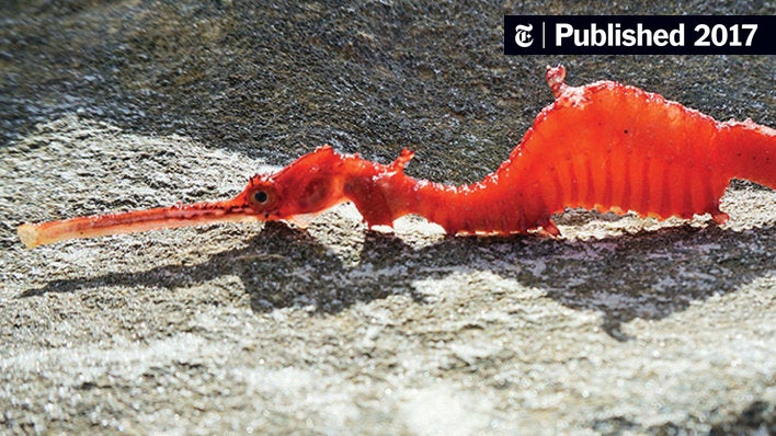 NYTScience's tweet card. Scientists observed the bright red sea creatures in the waters off Western Australia with the help of a remotely operated vehicle.