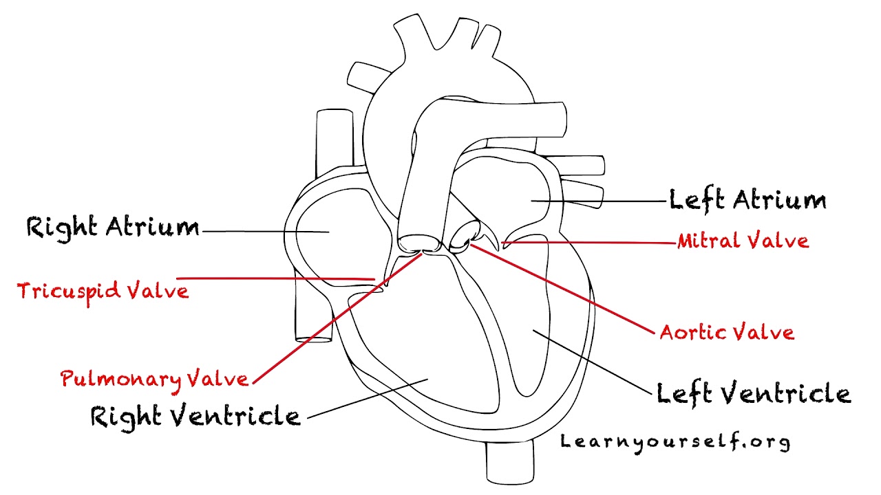 learnyourself_o's tweet card. What is Aortic Stenosis?