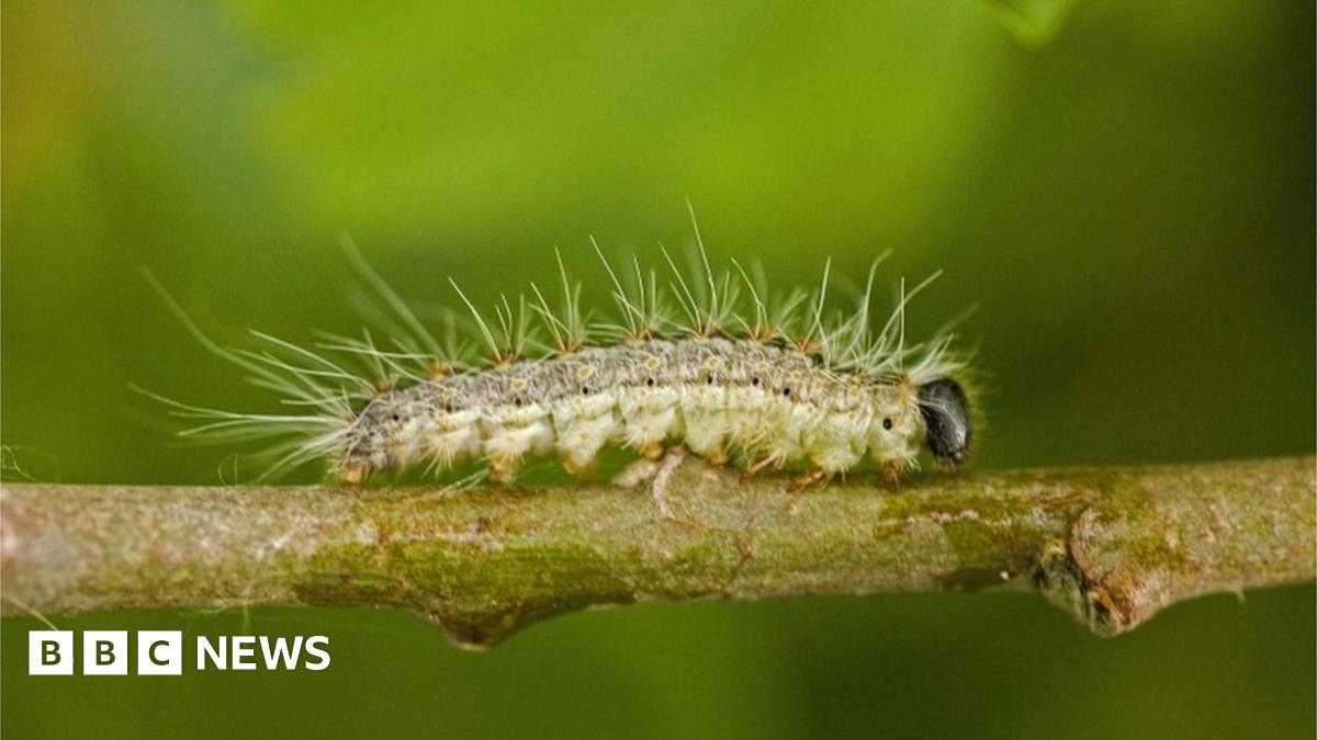 maxbenjamin1's tweet card. Hairs on the caterpillars can cause fevers and eye and throat irritations, officials say.