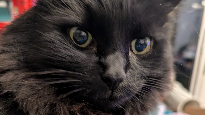 deltabug's tweet card. Hello! One if my little furballs is in need of help. You may be aware of wh… Tamsin Fuller needs your support for Help with Ozzy's hospital costs and surgery