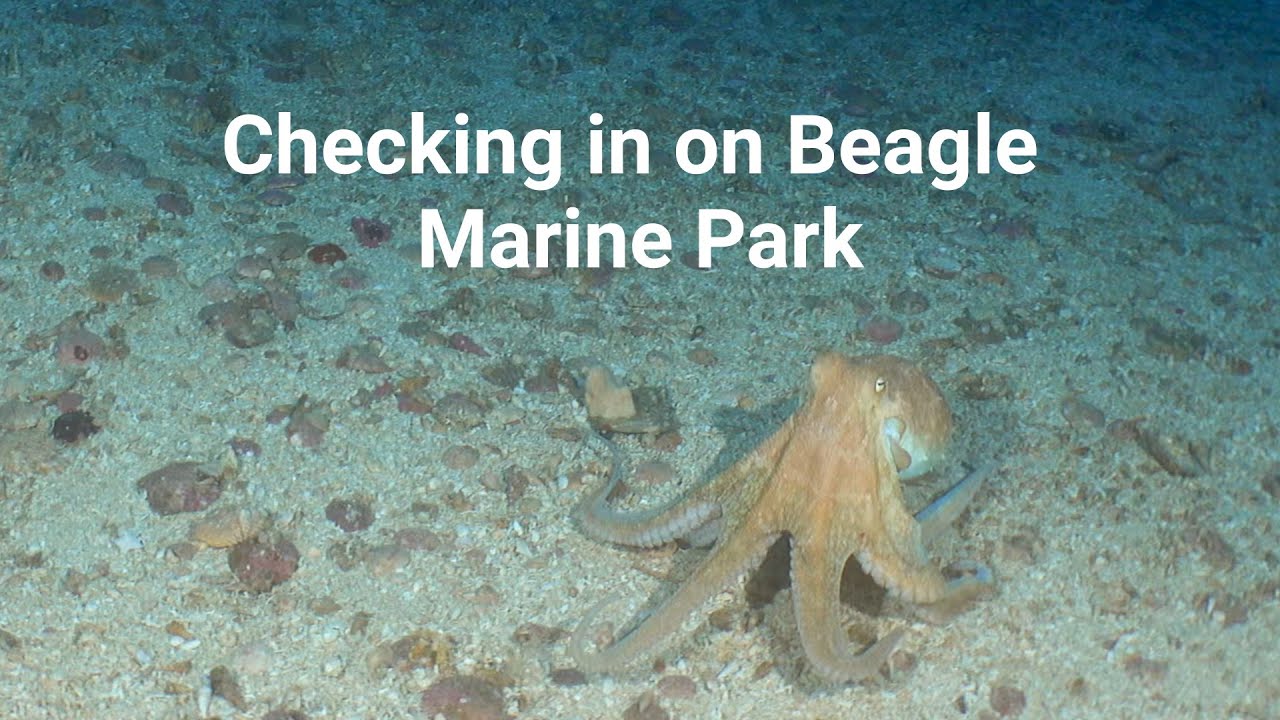 boxfishrobotics's tweet card. Checking in on Beagle Marine Park