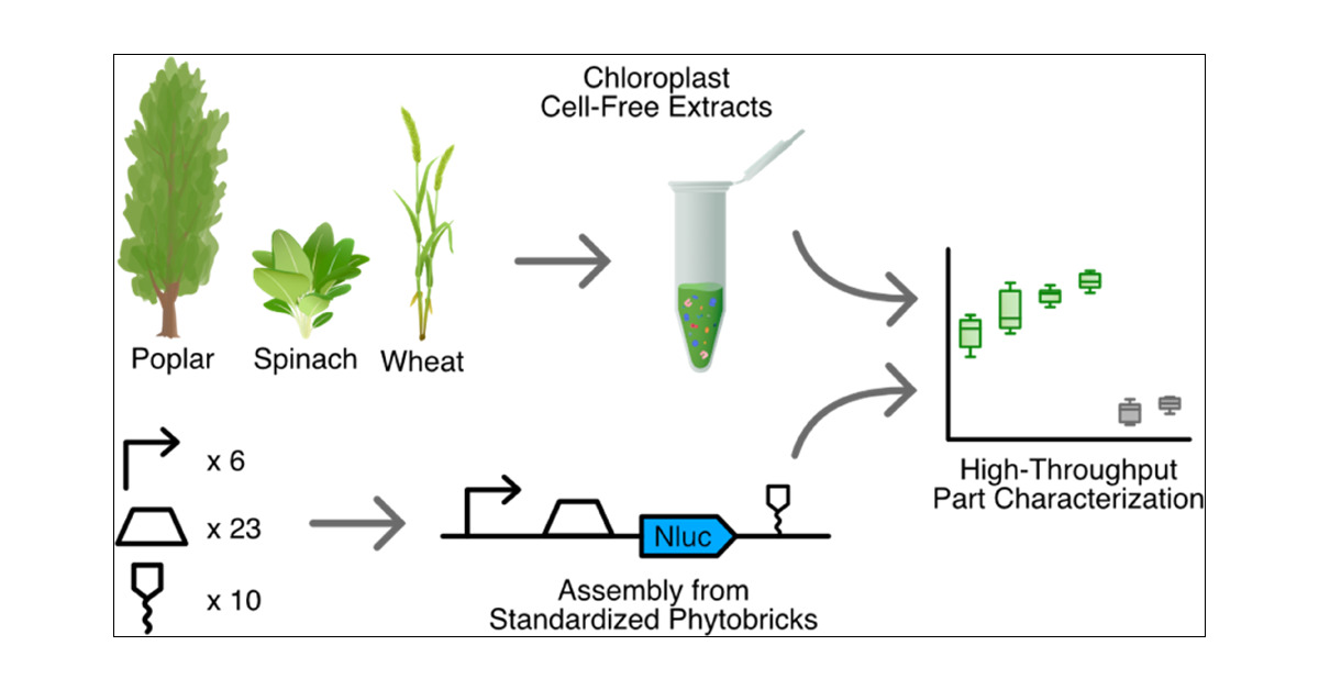 rene_inckemann's tweet card. Climate change poses a significant threat to global agriculture, necessitating innovative solutions. Plant synthetic biology, particularly chloroplast engineering, holds promise as a viable approach...