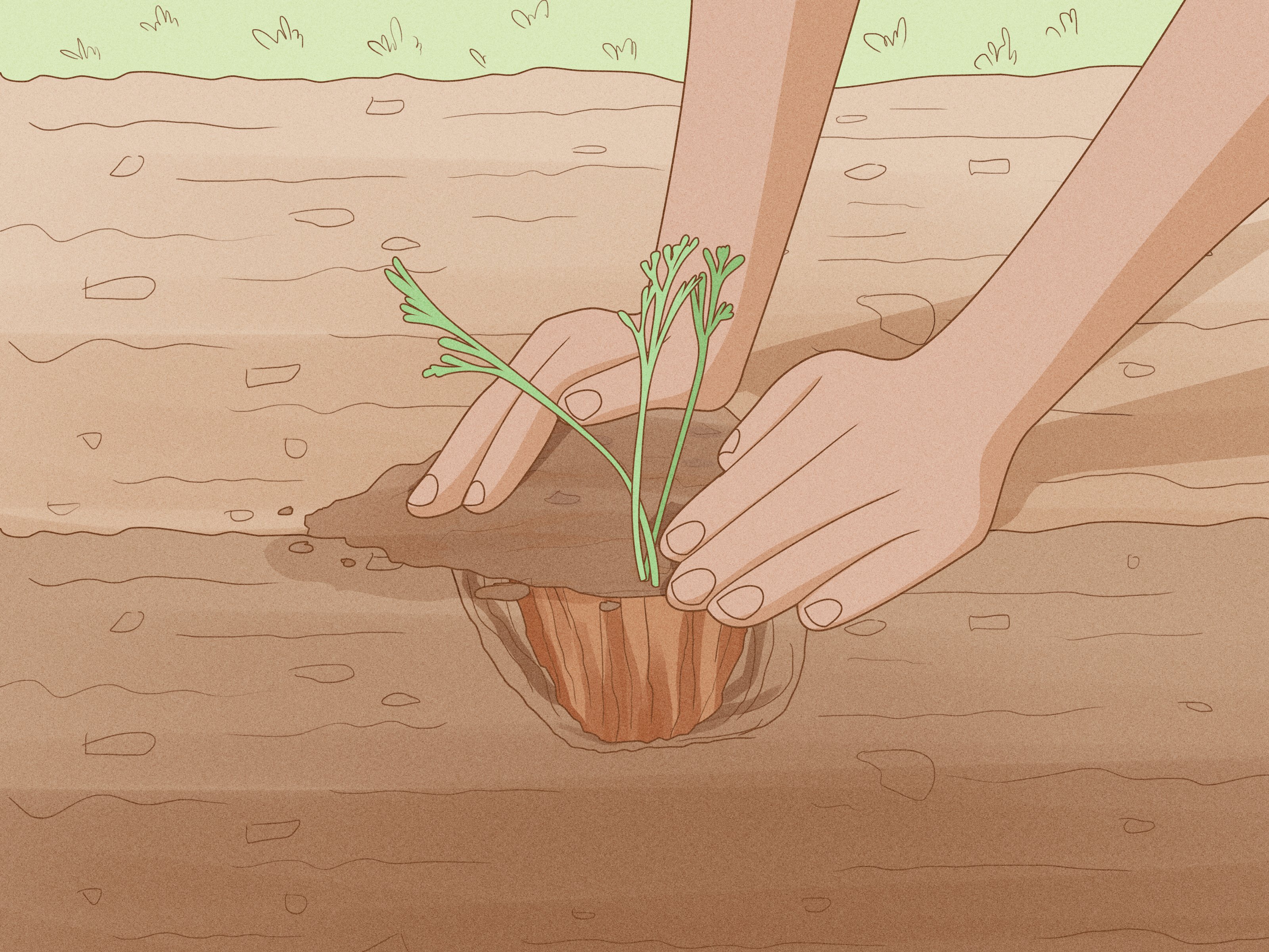 OrganicBotanics's tweet card. Poppies are versatile, show-stopping plants that include several varieties, from the big, bold Oriental poppy, which can grow as tall as (122cm), to the demure Alpine poppy, topping out at about 10...