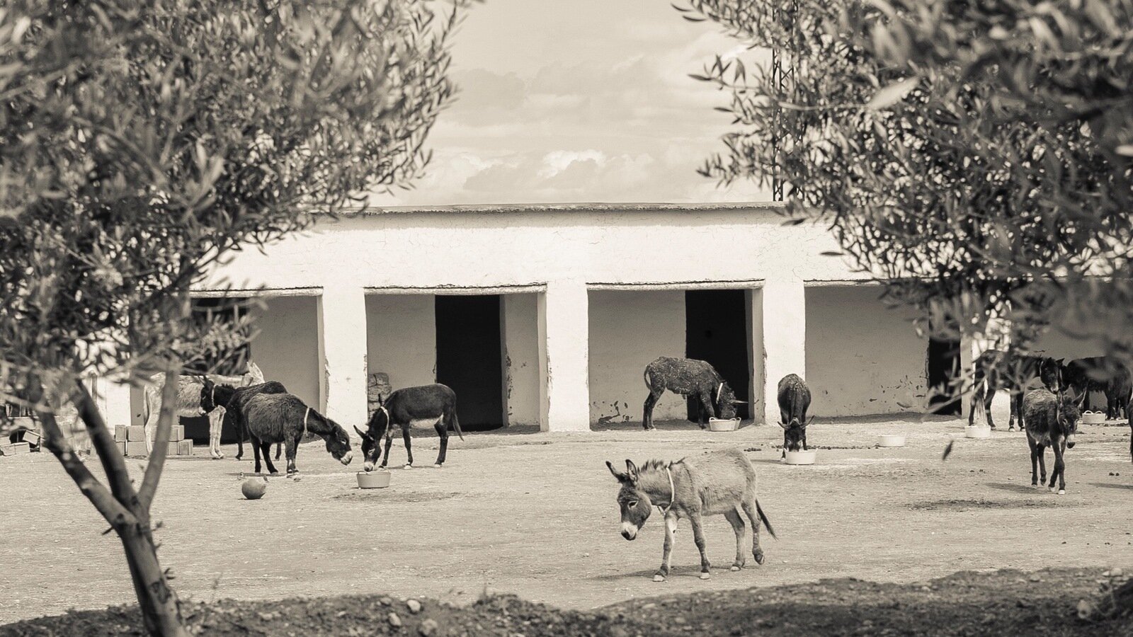 summator's tweet card. Save abandoned and abused donkeys, mules and horses in Morocco