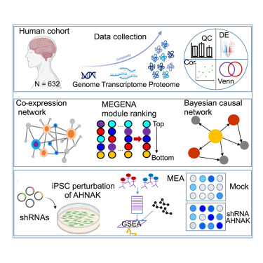 CellCellPress's tweet card. Multiscale proteomic network modeling of Alzheimer's disease integrates large-scale proteomic and genetic data from vulnerable brain regions and reveals key driver proteins such as AHNAK within a...