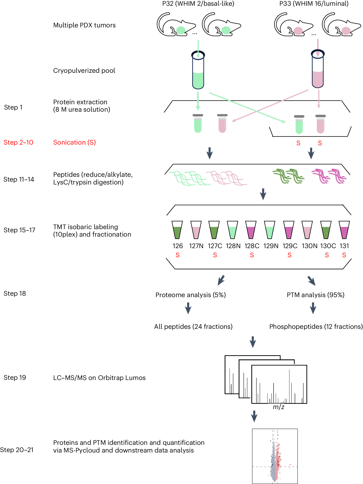 NatureProtocols's tweet card. Nature Protocols - Mass spectrometry-based proteomic studies involve tissue lysis. Herein, we updated our 2018 protocol1 by implementing a sonication step into urea-based tissue lysis to improve...