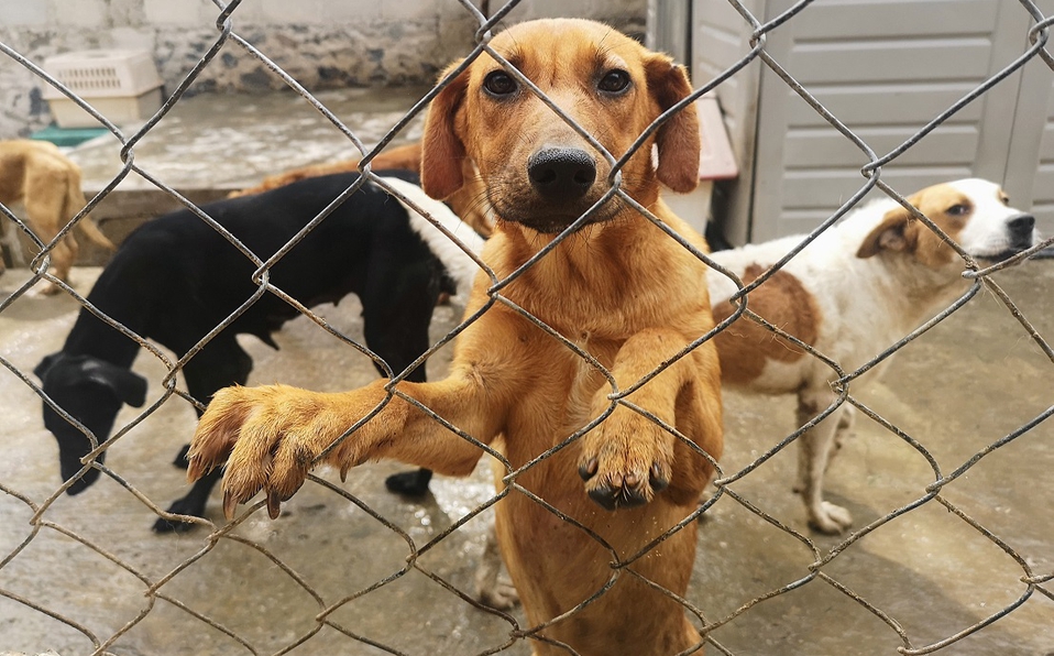 raquelgarzac's tweet card. La iniciativa de la diputada María Chávez Pérez busca castigar, en todo el país, acciones como el abuso sexual, tortura, lesiones, abandono y muerte a animales.