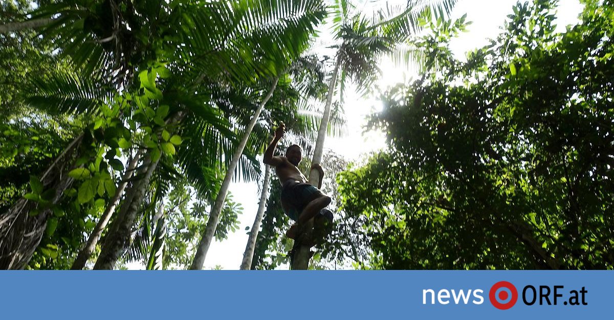 Schoderli's tweet card. Die diesjährige Klimakonferenz (COP30) gilt als „Wald-COP“, hat die brasilianische Präsidentschaft doch den Schutz der Tropenwälder als Ziel und den Amazonas als Austragungsort gewählt. Dort, wo sich...