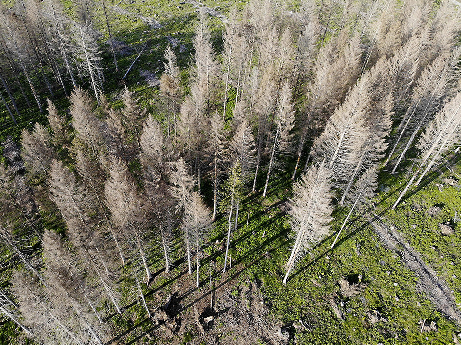 IlkkaJLeinonen's tweet card. Käsitykset metsien kyvystä sitoa hiilidioksidia ovat muuttuneet sekä meillä että Euroopassa. Tästä syystä metsien rooli ilmastonmuutoksen torjunnassa on arvioitava uudelleen, sanoo Luonnonvarakesku...