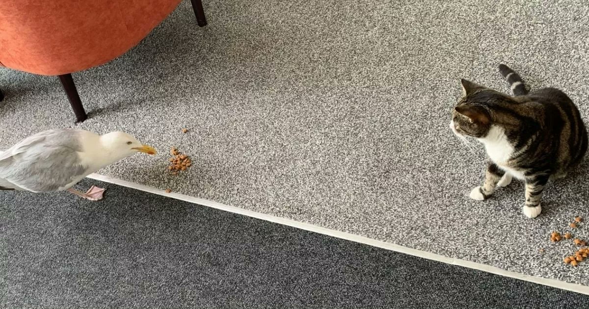 Kennedy__News's tweet card. B&B owner Vicky Easley met her now pet seagull Colin when he landed with a smashed-up beak and bloody face. The pair hit it off and haven't looked back since