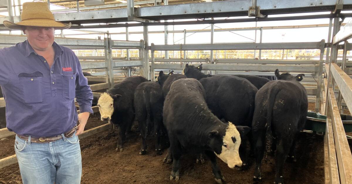 KBaileyMarkets's tweet card. For the past two weeks total NSW saleyard weekly supply has sat close to the average of 11,715...