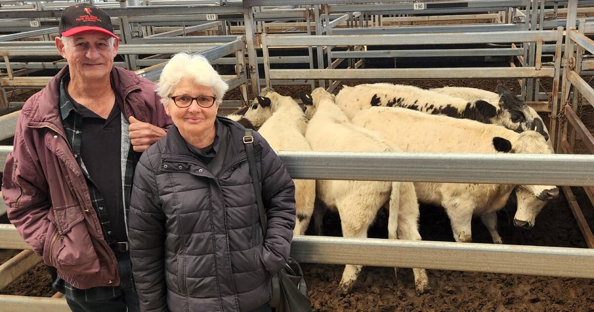 KBaileyMarkets's tweet card. The cattle market may have its mojo back after the Eastern Young Cattle Indicator finally recorded a positive...