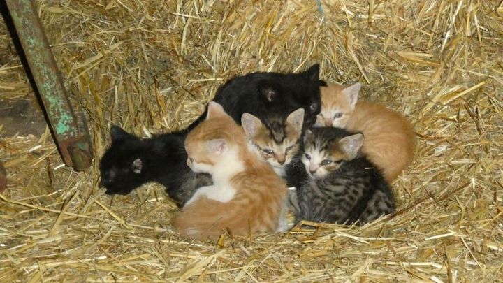 HelpForCats's tweet card. My name is Verónica. I am from Seoane, a small village in Galicia (Spai… Verónica Cela Parada needs your support for Help for street cats: The cats of Meiraos