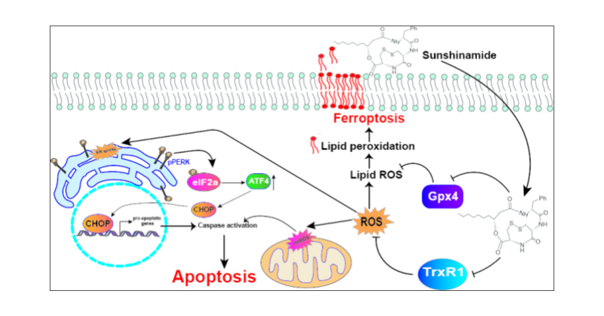himangshuchem's tweet card. Sunshinamide, a cyclodepsipeptide, has demonstrated significant potential in inhibiting cancer cell proliferation. Our prior research established the total synthesis and anticancer properties of...