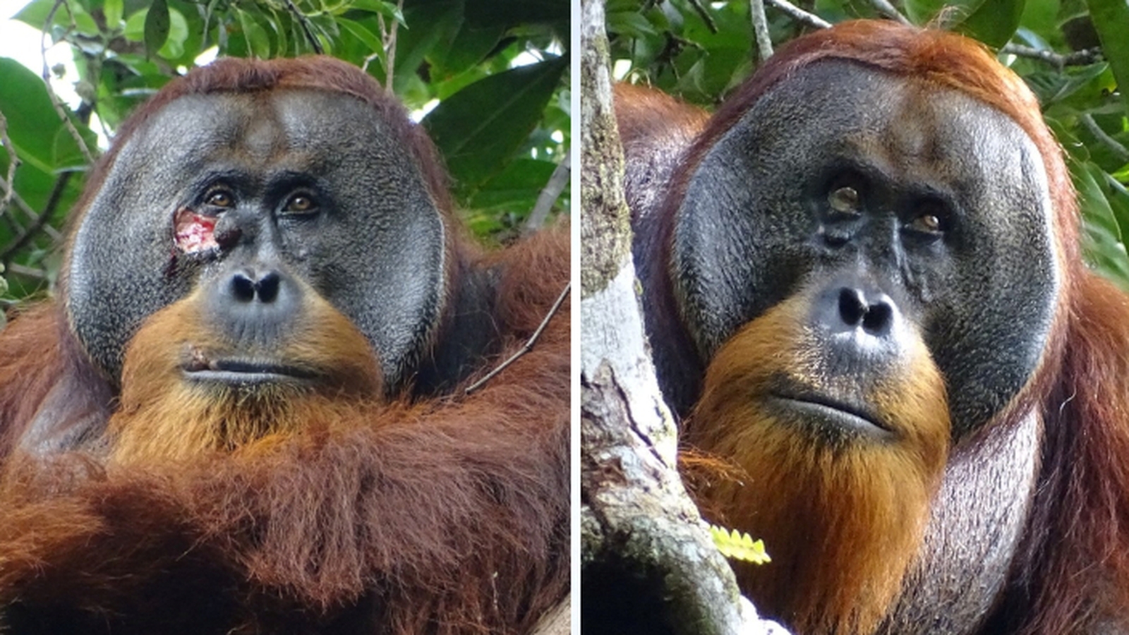 rtenews's tweet card. Scientists have observed an orangutan applying medicinal herbs to a face wound in an apparently successful attempt to heal an injury, the first time such behaviour has been recorded.