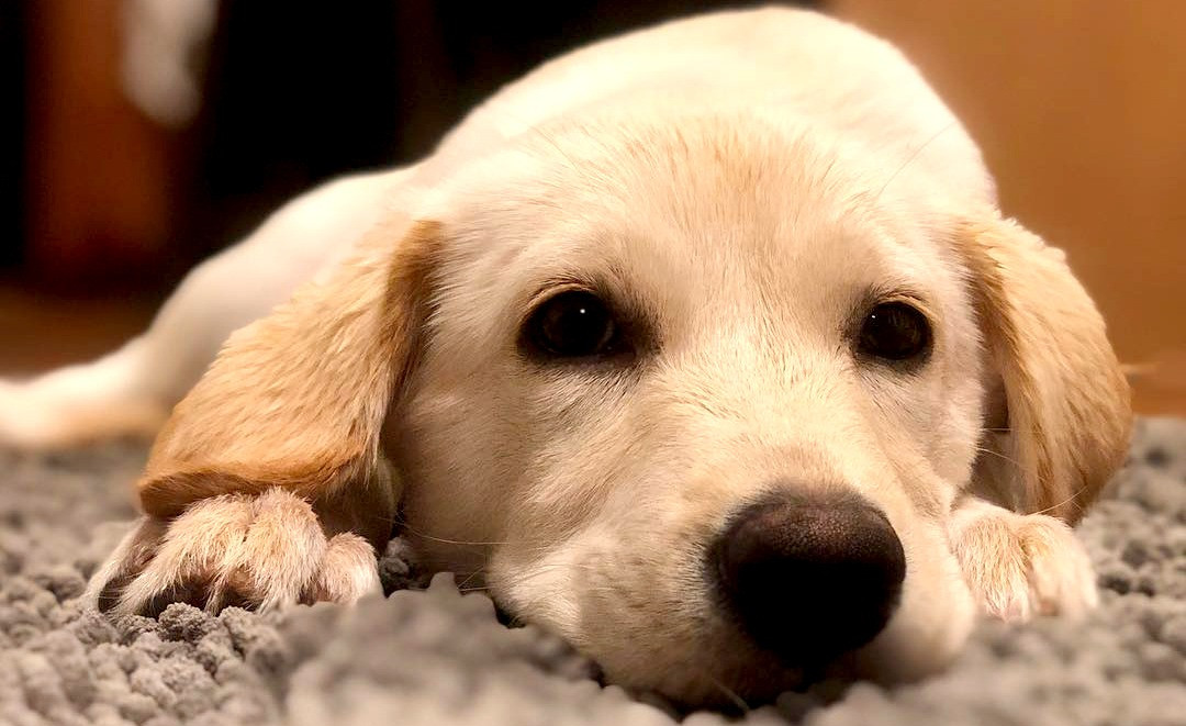 LabRescueLRCP's tweet card. Complete an adoption application and become a forever home to a Lab (or two) in need!