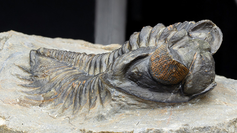 fossiltenchou's tweet card. モロッコ産、古生代デボン紀の三葉虫コルトラネイアの化石です。大きな眼がしっかり確認できます。