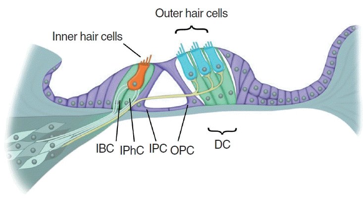 ChengEarLab's tweet card. Clinical and Experimental Otorhinolaryngology 2024;17(1): 1-14, Hair Cell Regeneration: From Animals to Humans