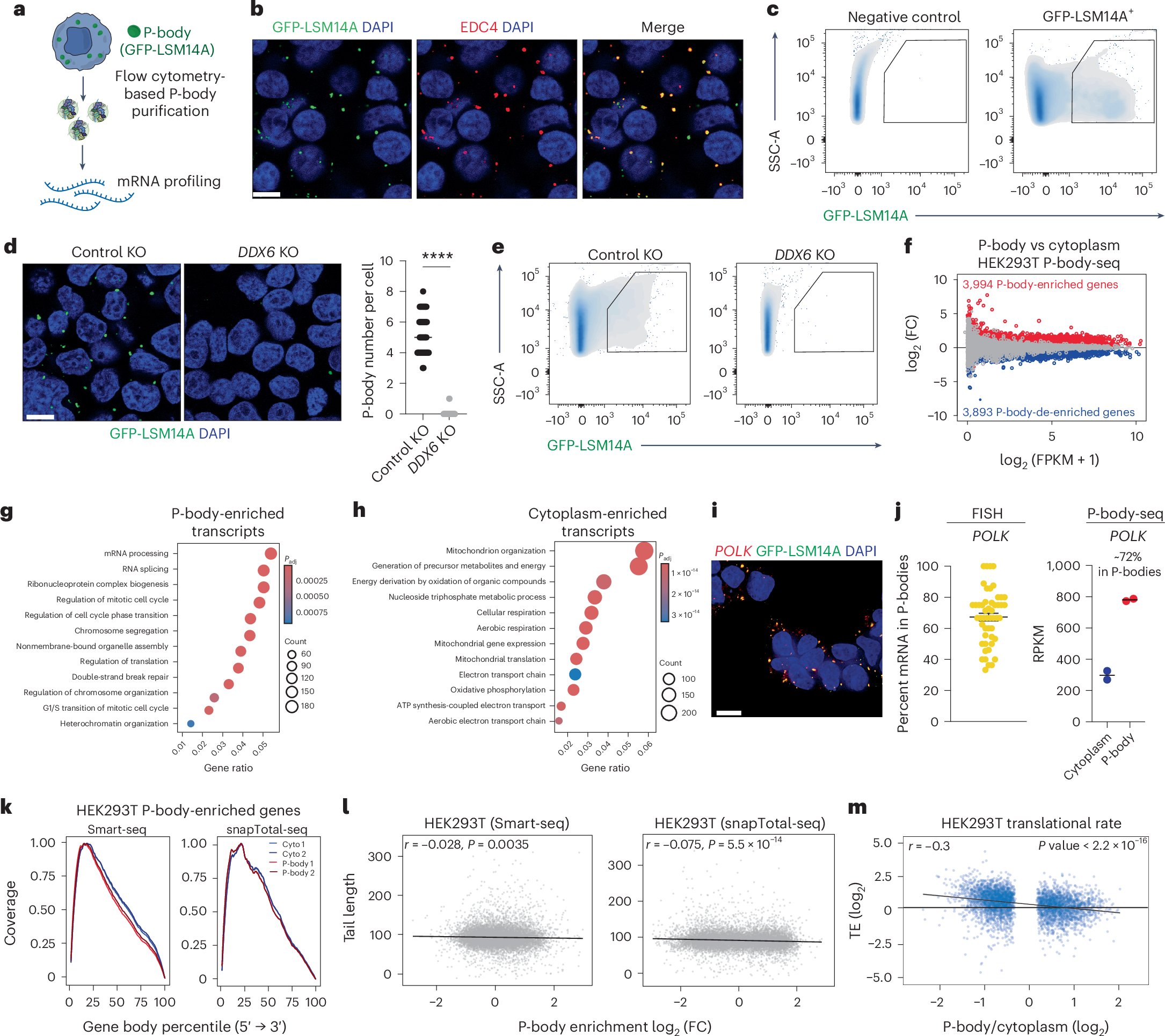 DiStefano_Lab's tweet card. Nature Biotechnology - Stem cell differentiation is controlled by manipulating RNA condensates.