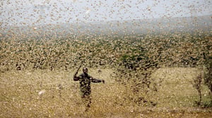 GHHowell's tweet card. The locust WhatsApp hotline has been pinging nonstop. Farmers and herders across large swathes of rural Kenya are sending in video clips of massive swarms flying overhead, blocking the light of the...