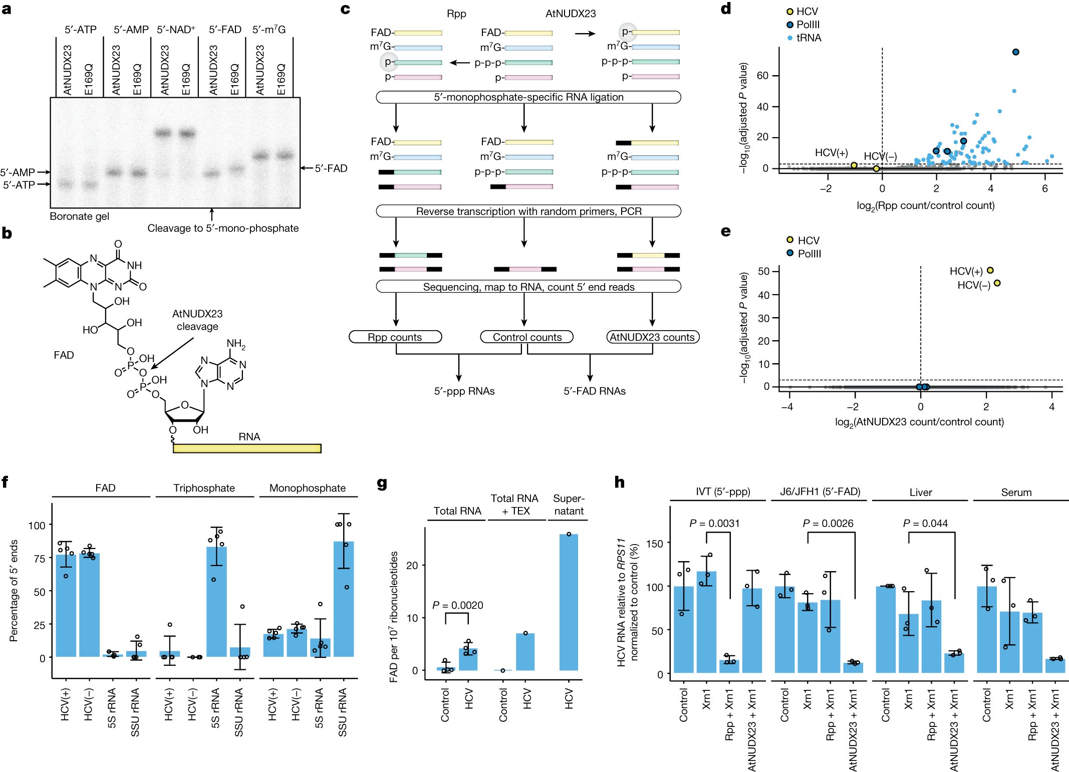 Nature's tweet card. Nature - Hepatitis C virus utilizes flavin adenine dinucleotide as a non-canonical initiating nucleotide for the viral RNA polymerase, resulting in 5′ capping of viral RNA, which provides...