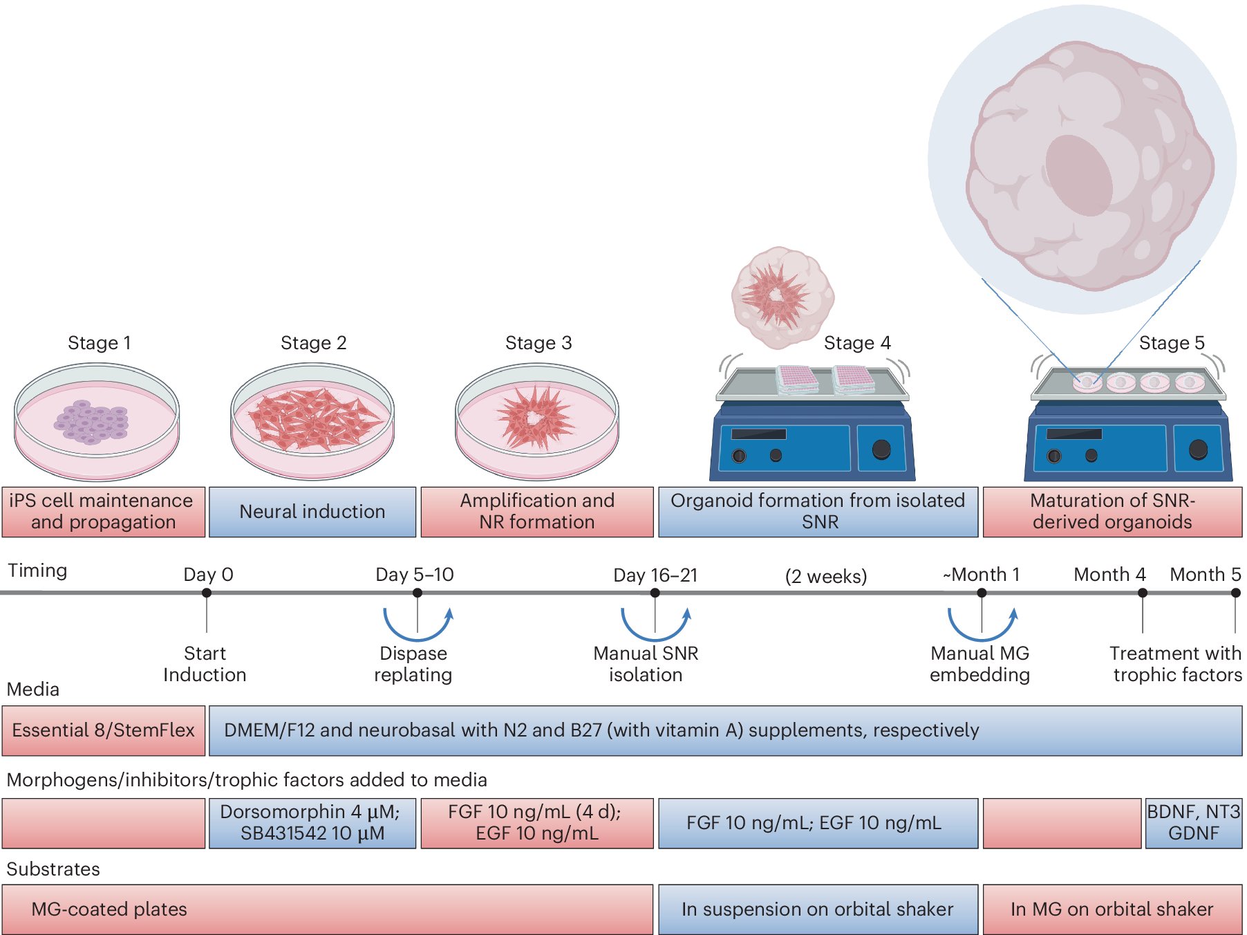 shcheglovitov's tweet card. Nature Protocols - Generating and characterizing human telencephalic brain organoids from stem cell-derived single neural rosettes for studying the specification and organization of different...