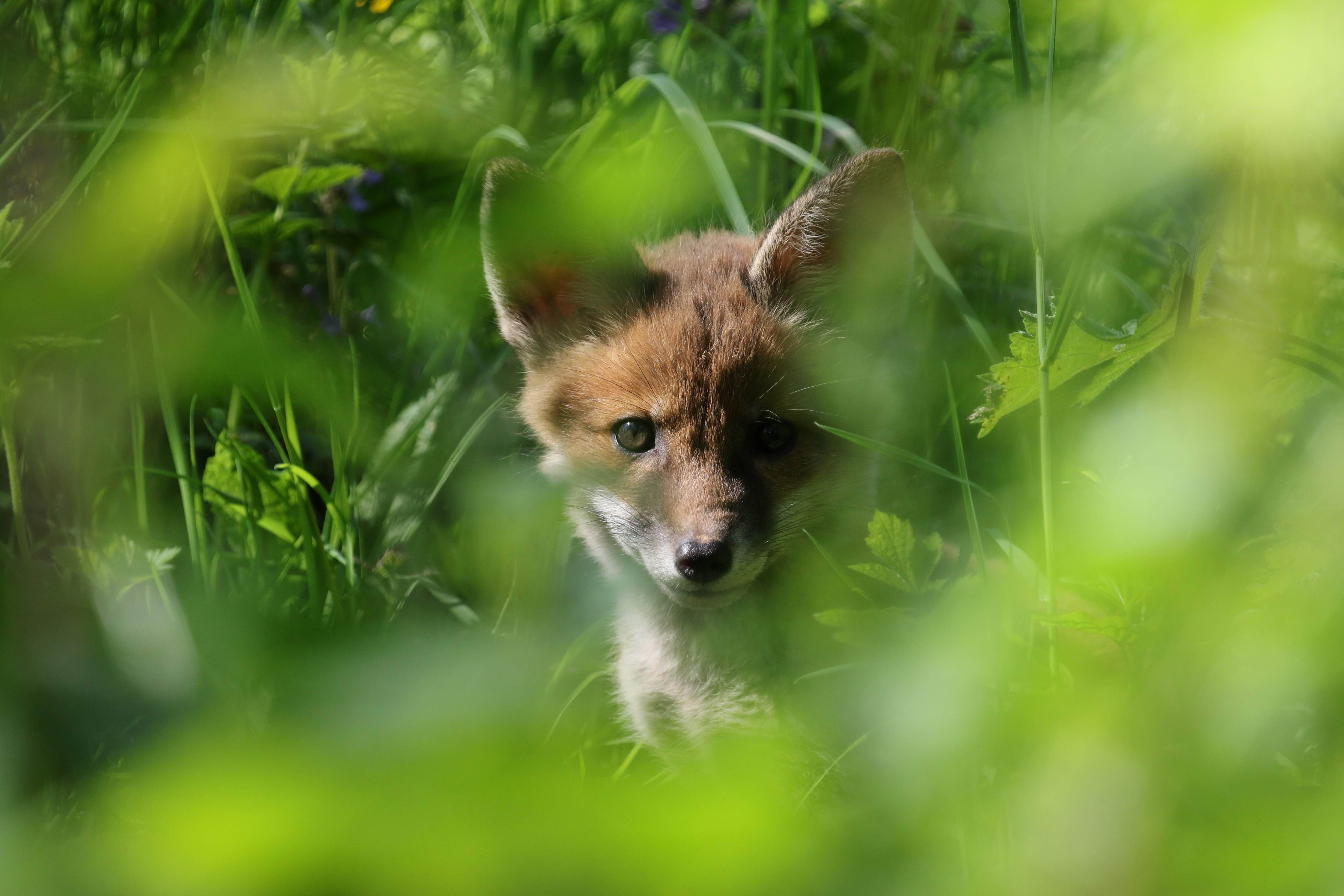 LeagueACS's tweet card. I signed. Now it's your turn. Together, we can push for the change we want to see and end hunting with dogs in Northern Ireland. Sign here:
