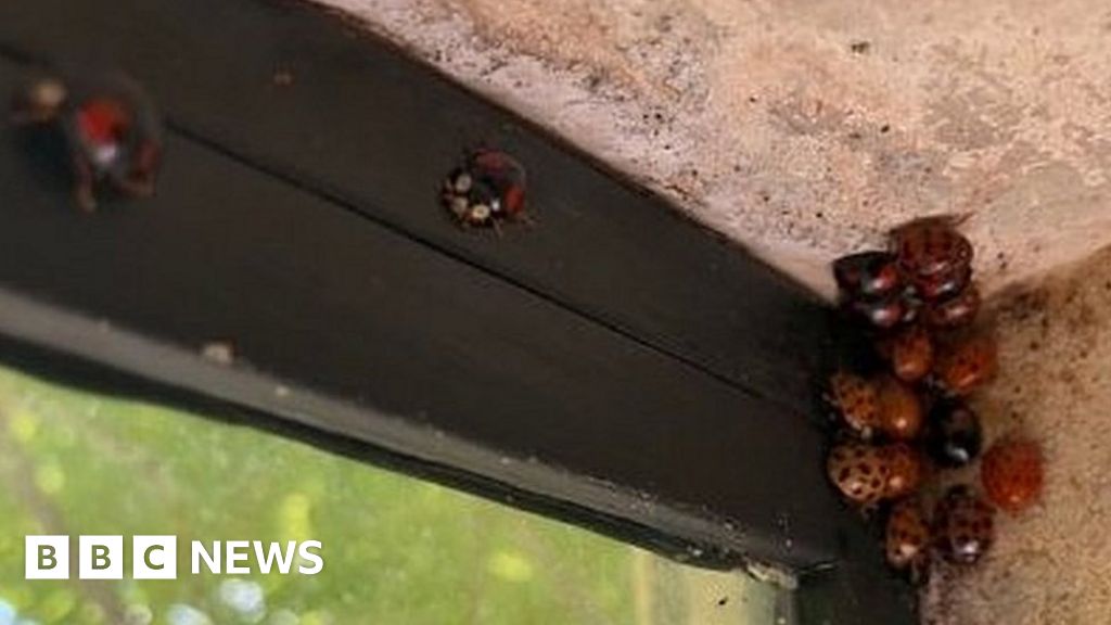 JFHDesign's tweet card. As the temperature cools, the Harlequin ladybird is hibernating in buildings - including homes.