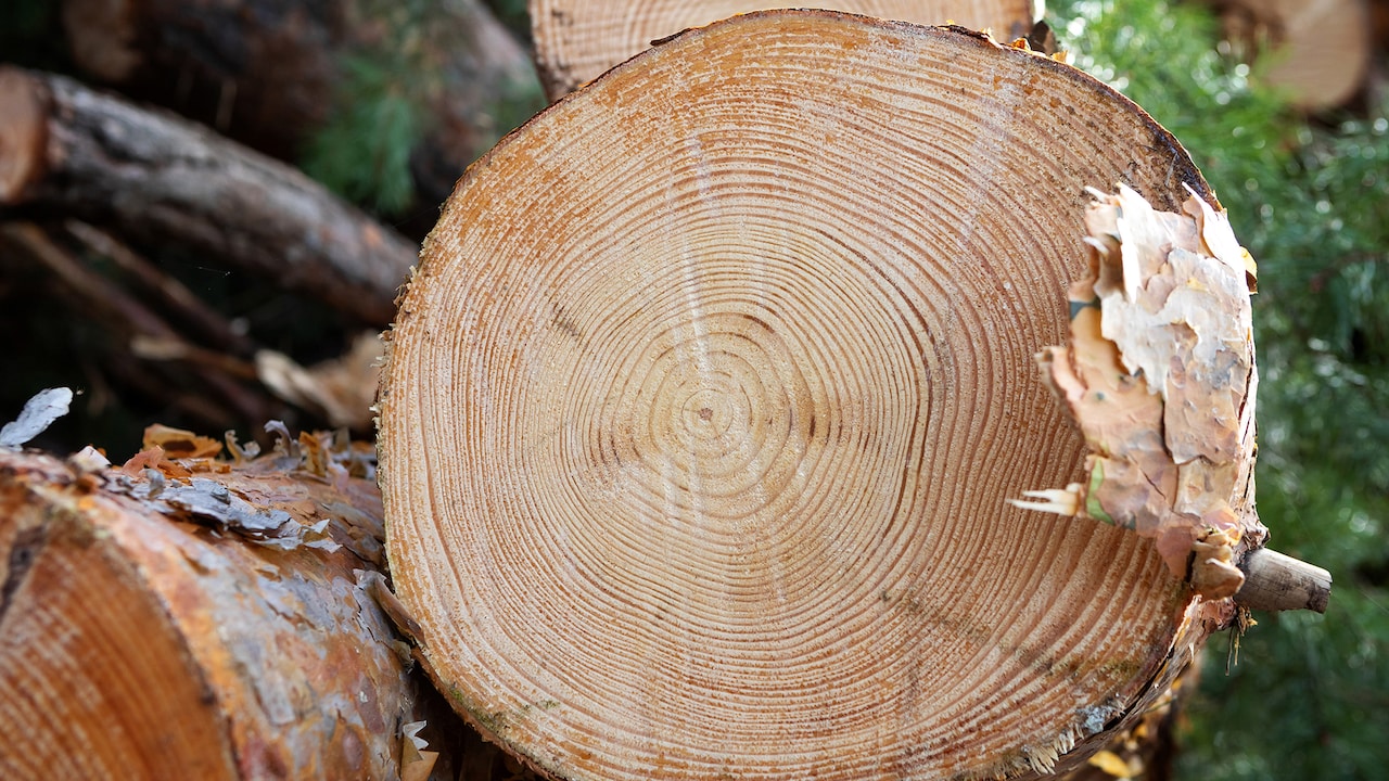 skybirdnerd's tweet card. In der Archäologie hilft die Analyse von Baumringen – die Dendrochronologie – Funde zu datieren. Inzwischen unterstützt sie auch die Klimaforschung. Der Baumforscher Georg von Arx stellt die neuen...
