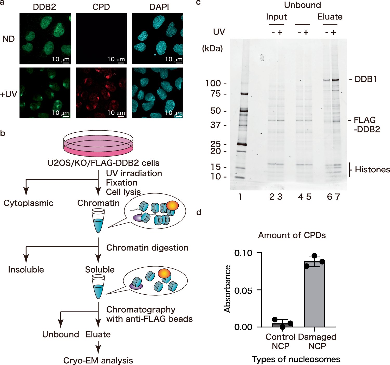 KurumizakaLab's tweet card. Nature Communications - UV-DDB is a protein that plays a key role in recognizing DNA lesions. Here, the authors determine the cryo-EM structure of UV-DDB bound to UV-damaged chromatin in human...