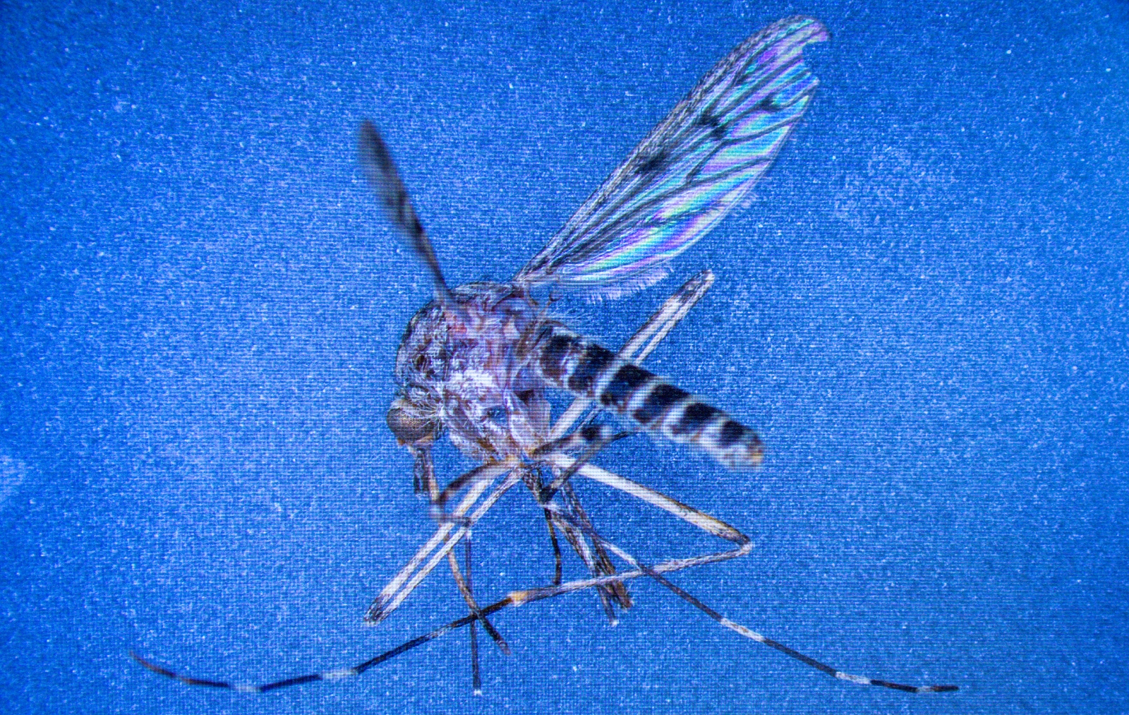 CompostWeek_AU's tweet card. Three specimens were discovered in what was previously one of the few places in the world without the insects.