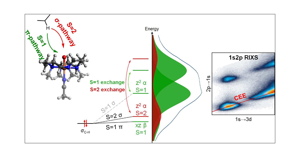 J_A_C_S's tweet card. Iron(IV)-oxo intermediates found in iron enzymes and artificial catalysts are competent for H atom abstraction in catalytic cycles. For S = 2 intermediates, both axial and equatorial approaches are...