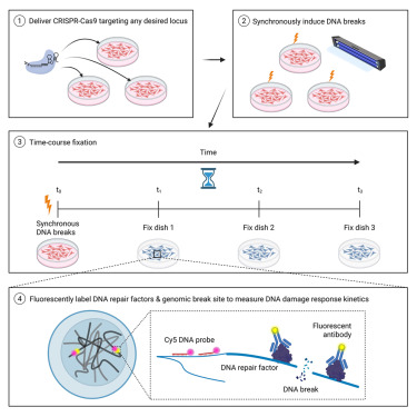 taekjip's tweet card. Rybczynski et al. introduce a method to measure DNA repair timing at specific genomic loci using very fast CRISPR and labeling of locally denatured genomic DNA and associated repair proteins. This...