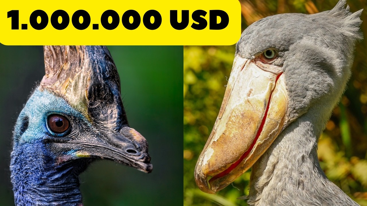 _PeculiaridadES's tweet card. 🔴 TOP 10 aves más caras del mundo #aves #pájaro