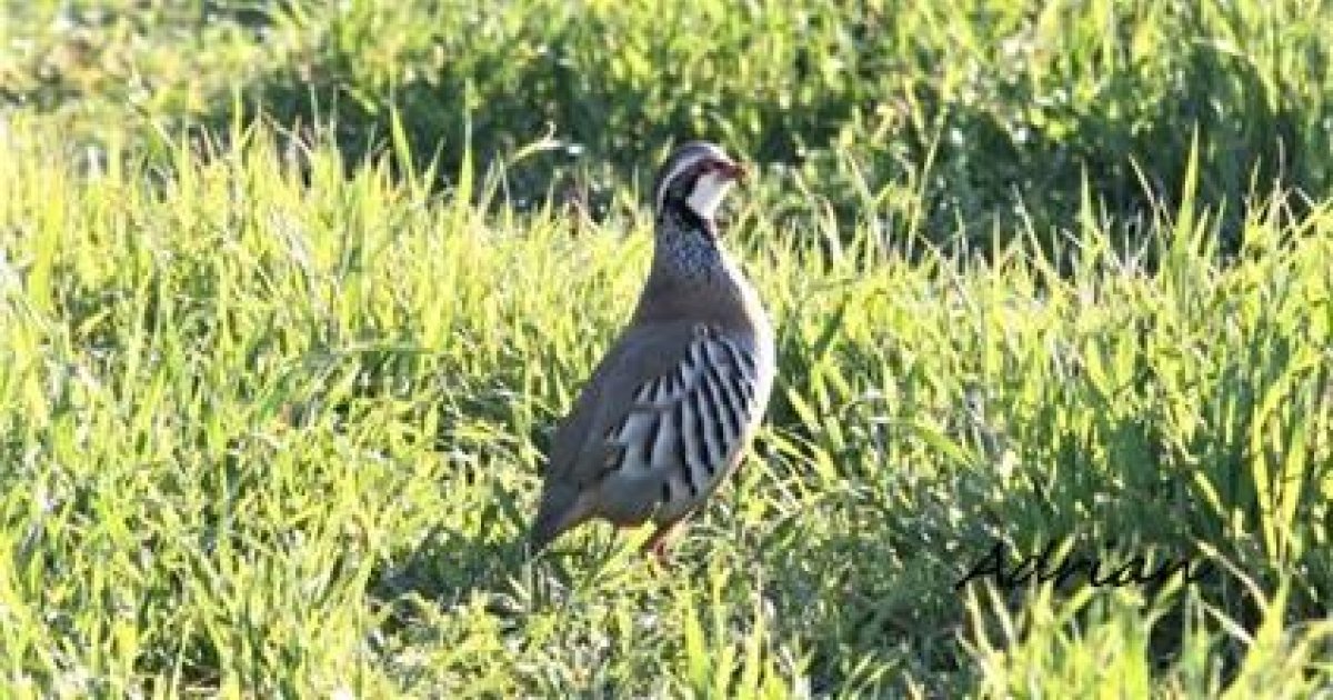 Fondena's tweet card. La Fundación Fondena; más de cuatro décadas impulsando proyectos que integran conocimiento y gestión al servicio del territorio y la conservación d...