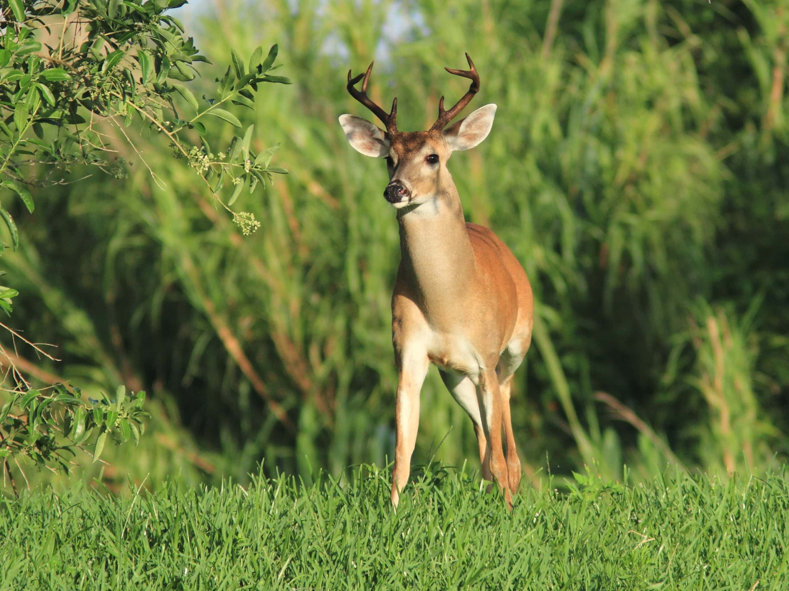LabBartz's tweet card. Alabama bill restricts state’s ability to manage deadly prion disease in farmed deer
