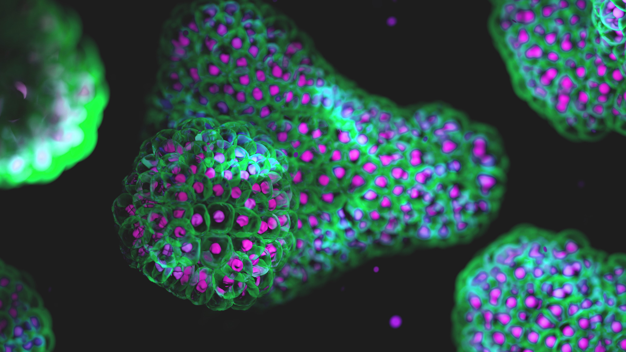Labroots's tweet card. Three-dimensional (3D) cell models, such as organoids and spheroids, are transforming medicine by providing crucial insights into understanding diseases an | Ebooks