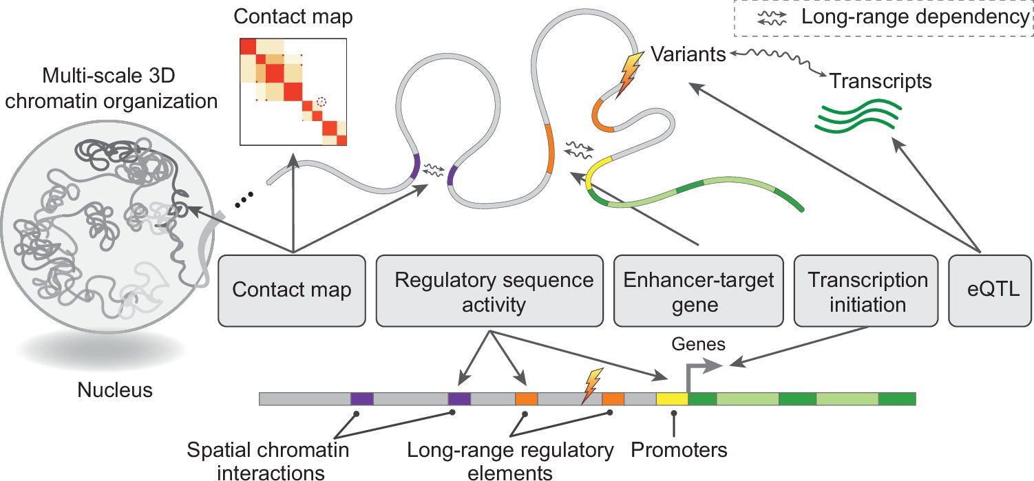 jmuiuc's tweet card. Nature Communications - Long-range dependency benchmarks for DNA foundation models are scarce. Here, the authors present DNALONGBENCH to fill this gap, showing that current foundation models still...