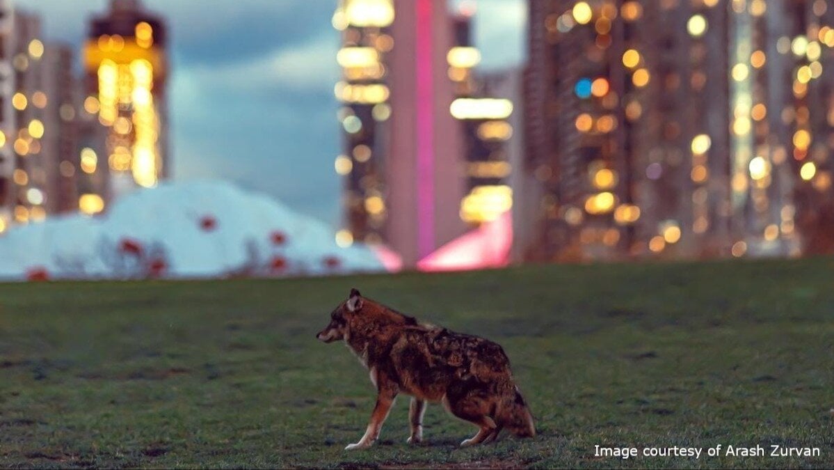 EmFoucault's tweet card. Restore Safety for Residents: Remove Habituated Coyotes from Downtown Toronto