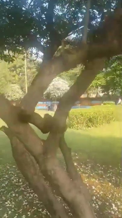 dineshchandra12's tweet card. #saiyaara #song #viral #viralshorts