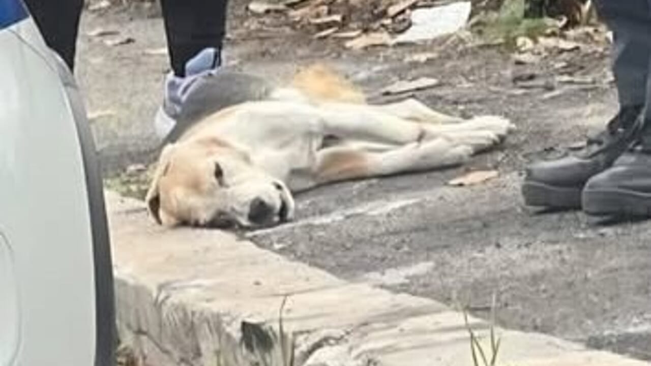 enpaonlus's tweet card. L'animale, razza beagle, è ricoverato con una insufficienza renale